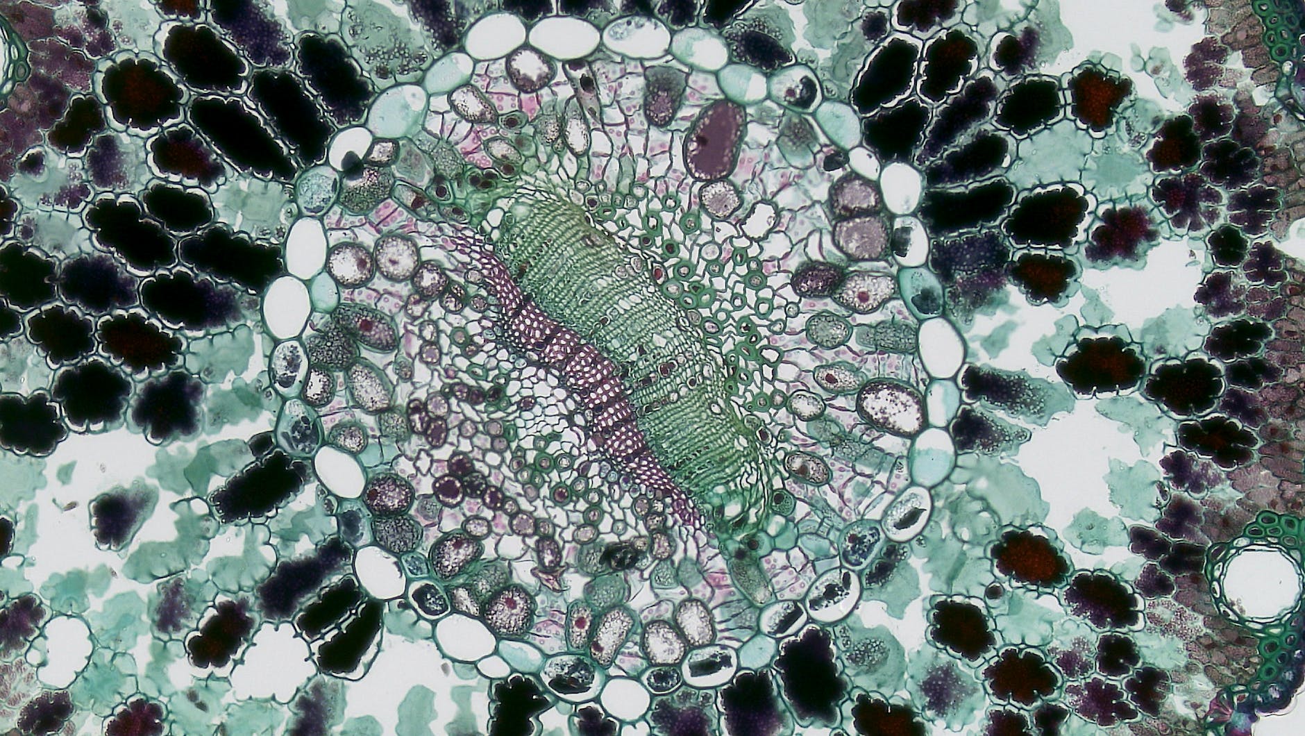 cell seen under microscope