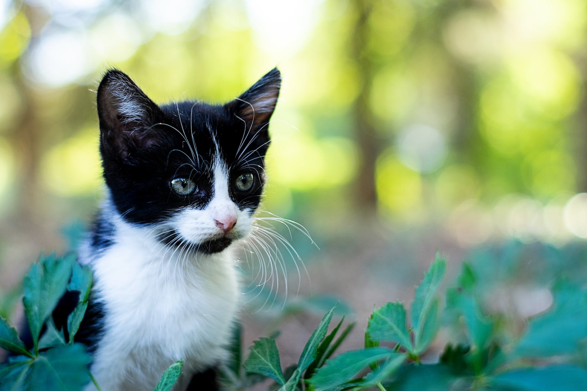 close up shot of a bicolor cat