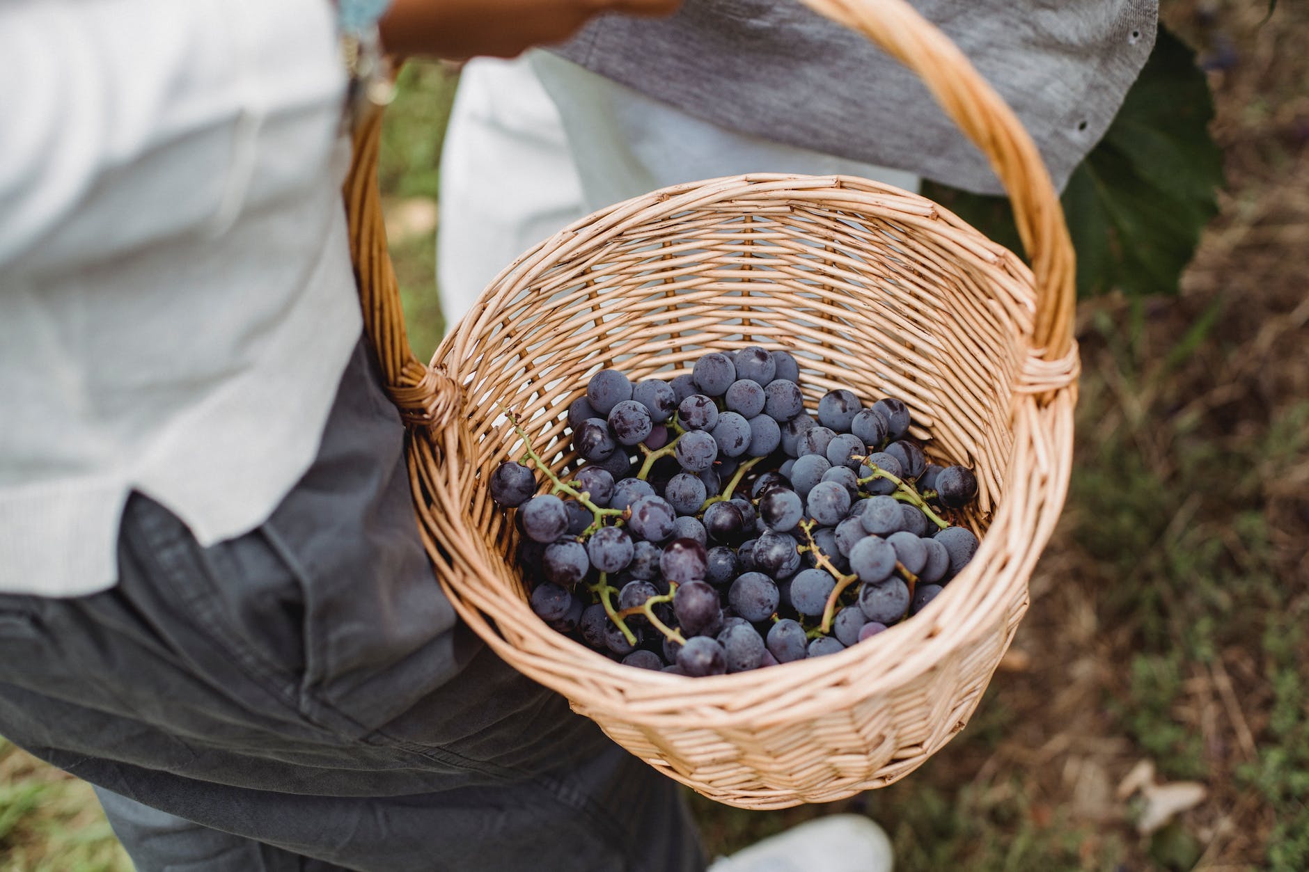 crop gardener with basket full of tasty grapes